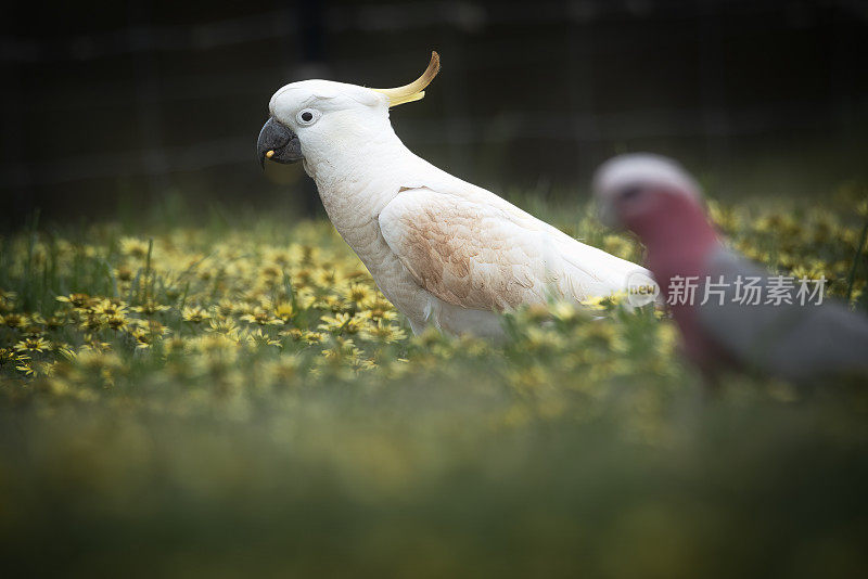 凤头鹦鹉(Cacatua galerita)